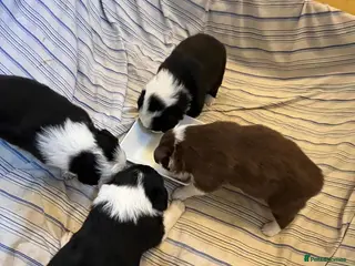 Border Collie dogs Cornmill Farm Border Collies - Advert 5