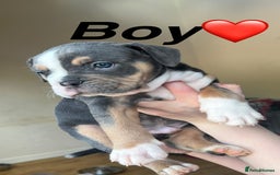 Mixed Breed dogs for sale: Olde Thyme English bulldog X New english bulldogs - Image 1