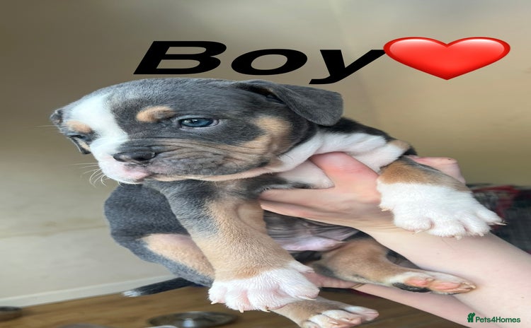 Mixed Breed dogs - Advert 1
