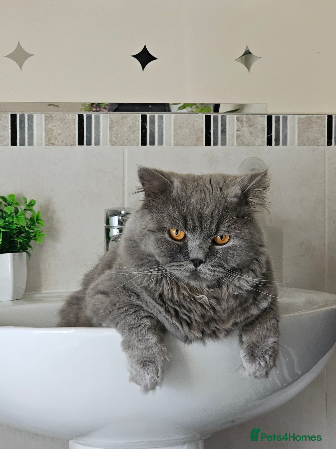 British Shorthair cats for sale: British Cat Boy looking new home - Advert 3