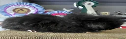 Guinea Pig rodents for sale: Californian guinea pig - Advert 8