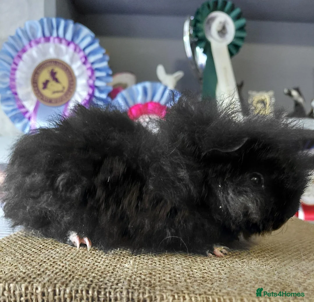 Guinea Pig rodents for sale: Californian guinea pig - Advert 8