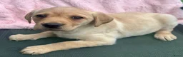 Labrador Retriever dogs for sale: Golden Labrador Puppies - Advert 5