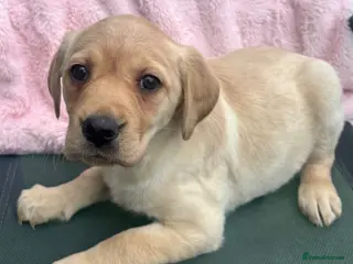Labrador Retriever dogs Golden Labrador Puppies - Advert 3