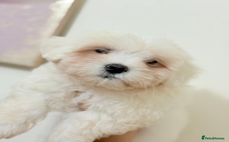Havanese dogs - Advert 1