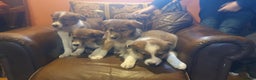 Border Collie dogs for sale: Gorgeous Border Collie Puppies! - Advert 2