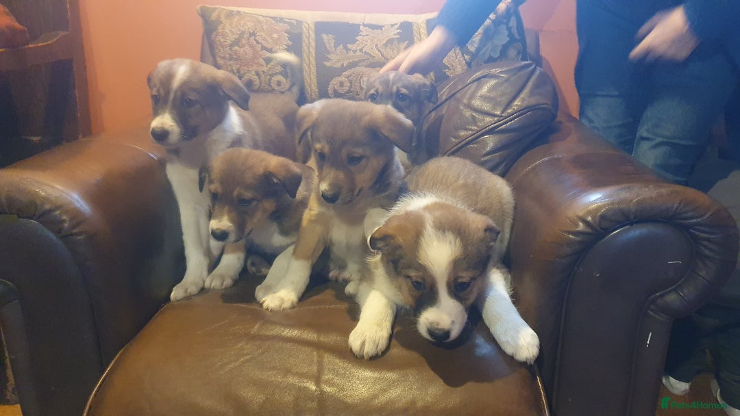 Border Collie dogs for sale: Gorgeous Border Collie Puppies! - Advert 2