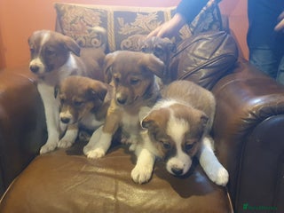 Border Collie dogs Gorgeous Border Collie Puppies! - Advert 4