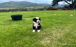 Bernedoodle dogs for sale: Gorgeous Bernedoodle puppies  - Image 8