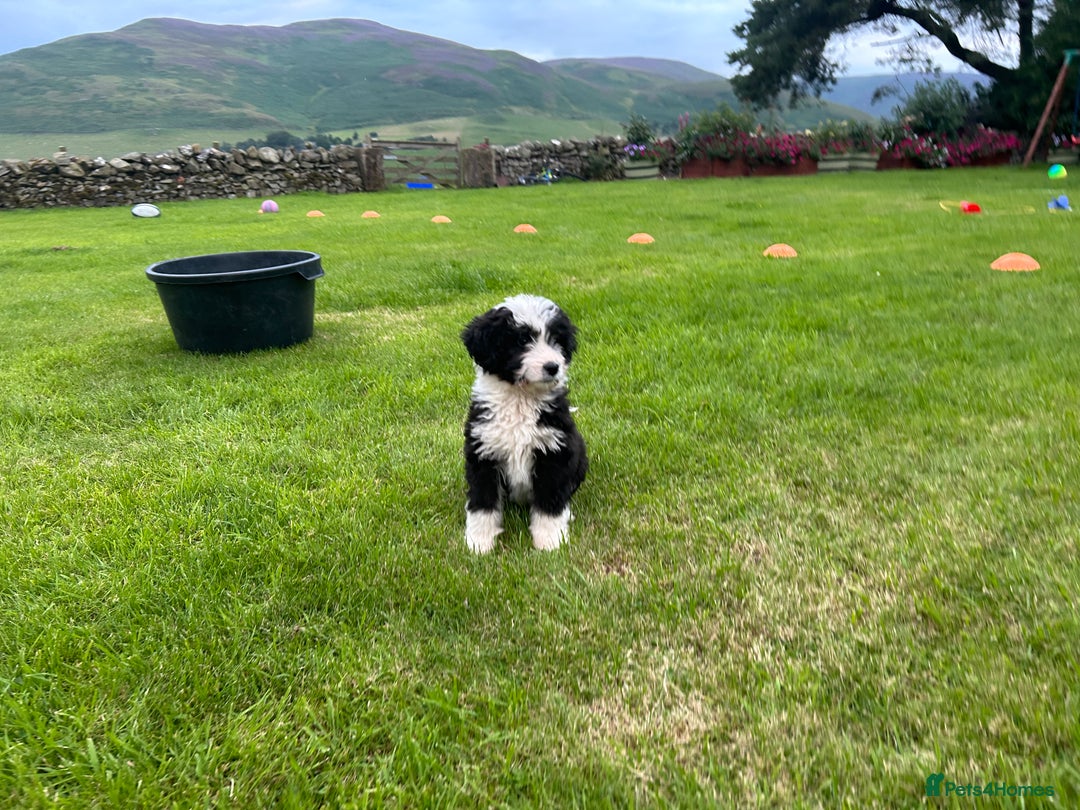 Bernedoodle dogs for sale: Gorgeous Bernedoodle puppies  - Image 8