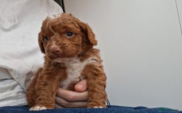 Cockapoo dogs for sale: ** BEAUTIFUL LITTER OF COCKAPOOS ** - Image 11