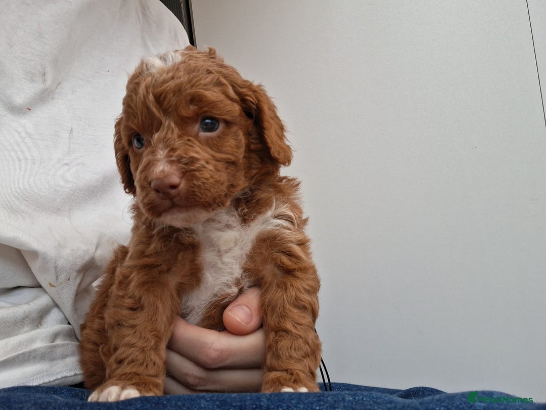 Cockapoo dogs for sale: ** BEAUTIFUL LITTER OF COCKAPOOS ** - Image 11
