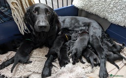 Flat coated Retriever dogs for sale: KC Flat Coated Retriever Puppies - Image 2
