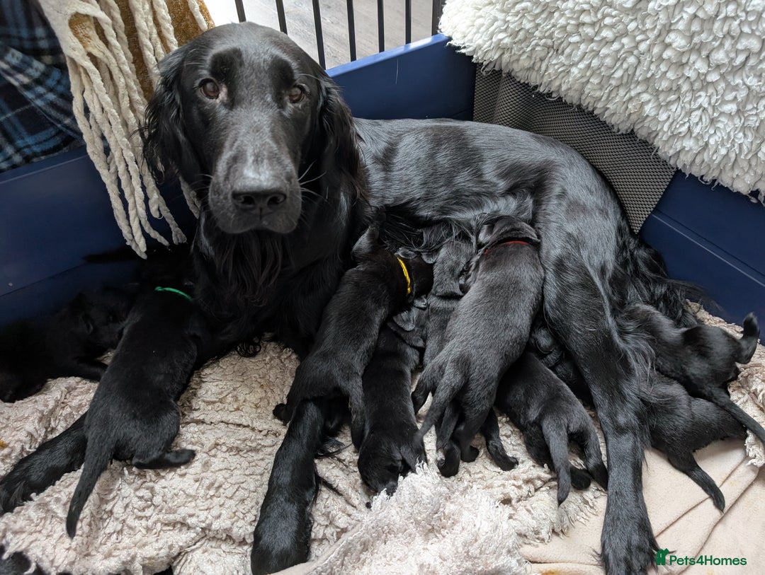 Flat coated Retriever dogs for sale: KC Flat Coated Retriever Puppies - Image 2
