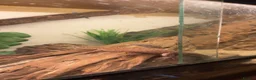 Monitor reptiles for sale: Ackie monitor  - Advert 3