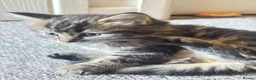 Mixed Breed cats for sale: 3 Kittens ready for their forever homes  in Swindon - Advert 2