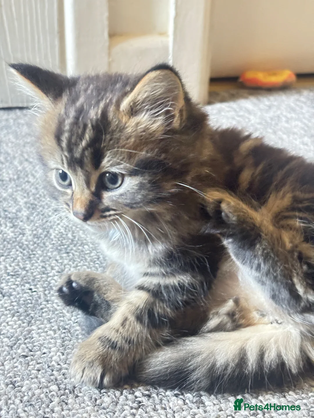 Mixed Breed cats for sale: 3 Kittens ready for their forever homes  in Swindon - Advert 2