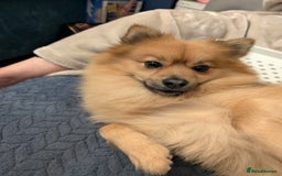Pomeranian dogs for stud: Sable Pomeranian  - Image 3