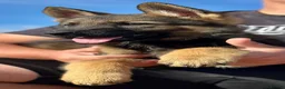 German Shepherd dogs for sale: Quality, Purebred, Large, Family Raised GSD Pups - Advert 16