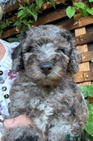 Cavapoochon dogs - Advert 4