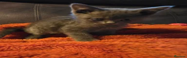 Scottish Fold 3
