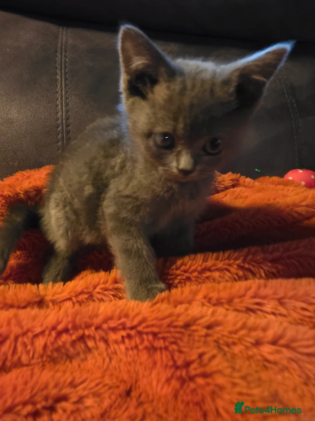 Scottish Fold cats for sale:  beautiful Scottish fold straight ear in Spalding - Advert 2