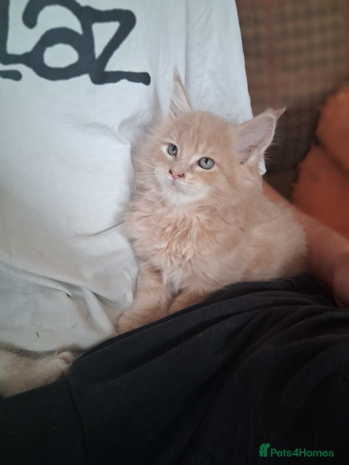 Maine Coon cats Absolutely Stunning XL health tested kittens 😍 - Advert 2