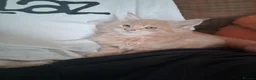 Maine Coon cats for sale: Stunning health tested, tica reg kittens 😍 - Advert 20