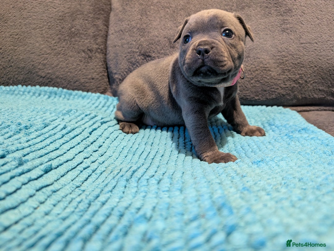 Staffordshire Bull Terrier dogs for sale: KC registered beautiful staffies puppies to sell - Advert 12