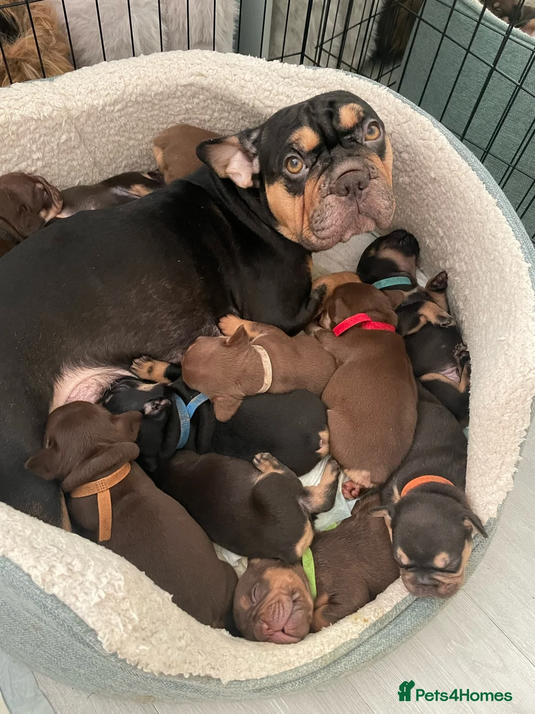 French Bulldog dogs for sale:  ** French Bulldogs in Chocolate & Tan and Rojo - Advert 5