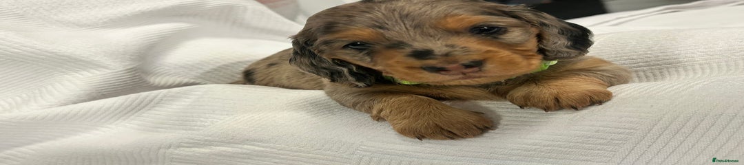 Light green collar 