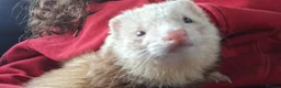 Ferret rodents for sale: Champagne hop ferret  - Advert 6
