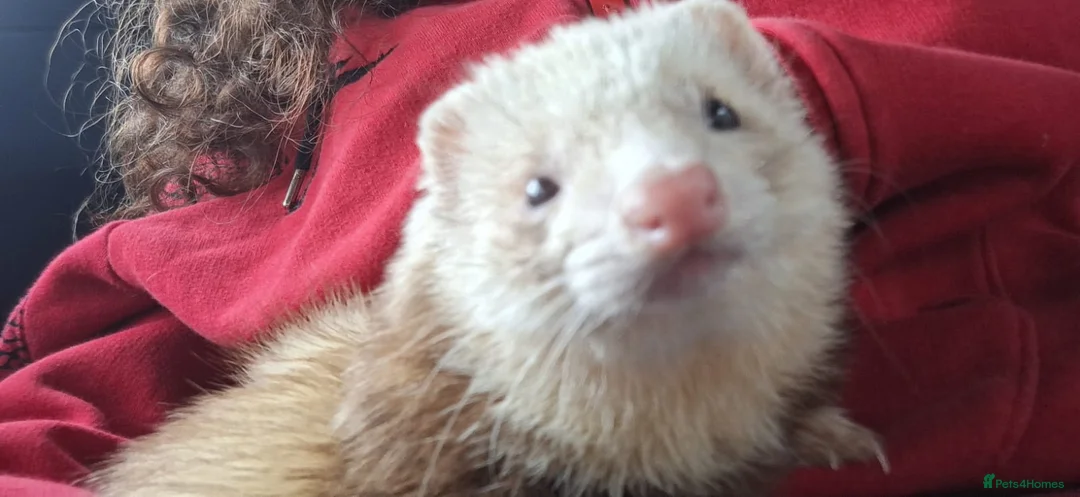 Ferret rodents for sale: Champagne hop ferret  - Advert 6