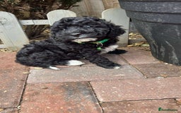 Toy Poodle dogs for sale: Adorable toy poodles, 1 boy left,  READY TO GO - Image 22
