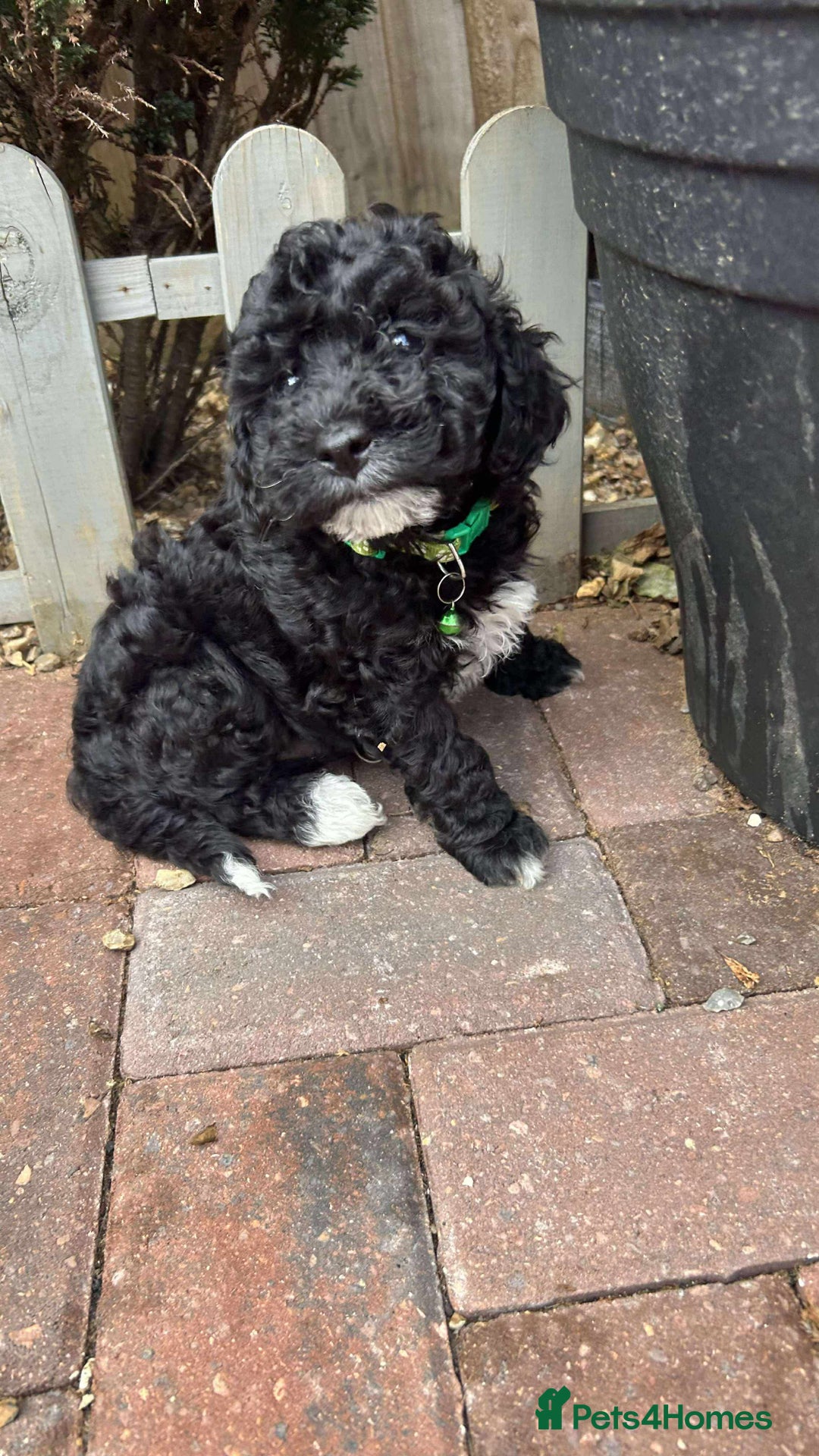 Toy Poodle dogs for sale: Adorable toy poodles, 1 boy left,  READY TO GO - Image 22