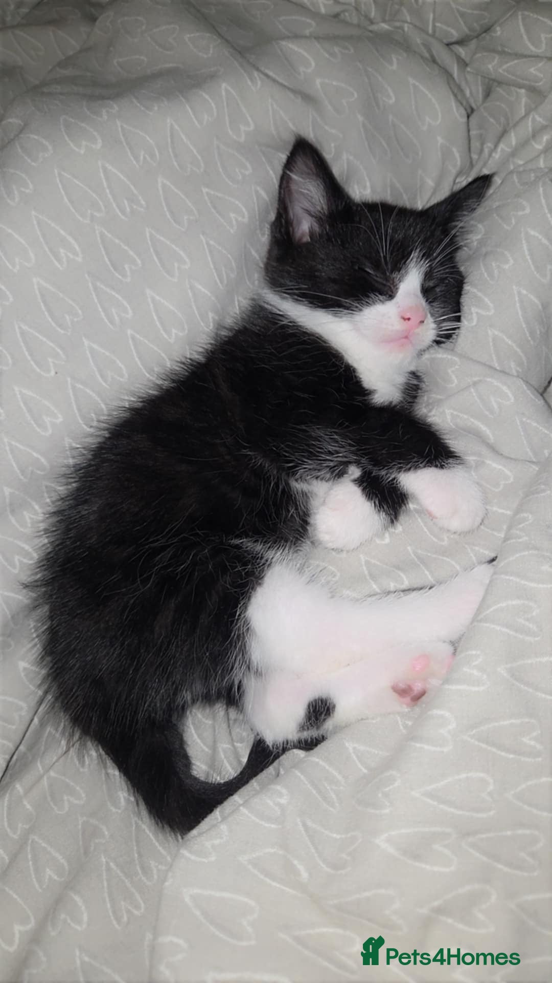 Mixed Breed cats for sale: 3 kittens available  - Advert 3