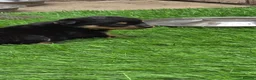 Rottweiler dogs for sale: Kc Rottweiler puppies from imported parents   - Advert 7