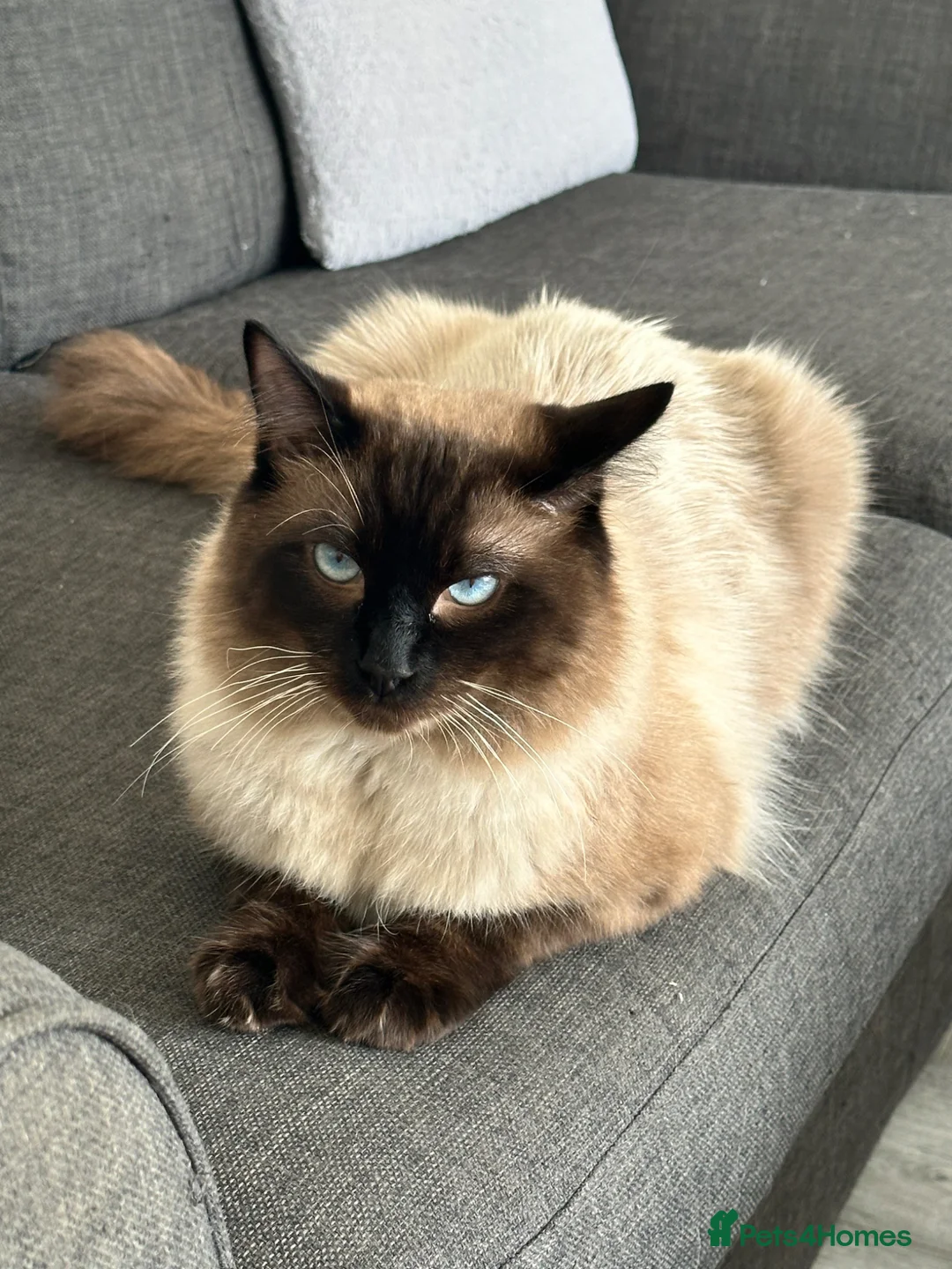 Ragdoll cats for sale: Stunning 18month old brother MUST BE KEPT TOGETHER in Orpington - Advert 6