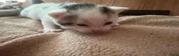 British Shorthair cats for sale: Rescue Kittnes - Advert 10