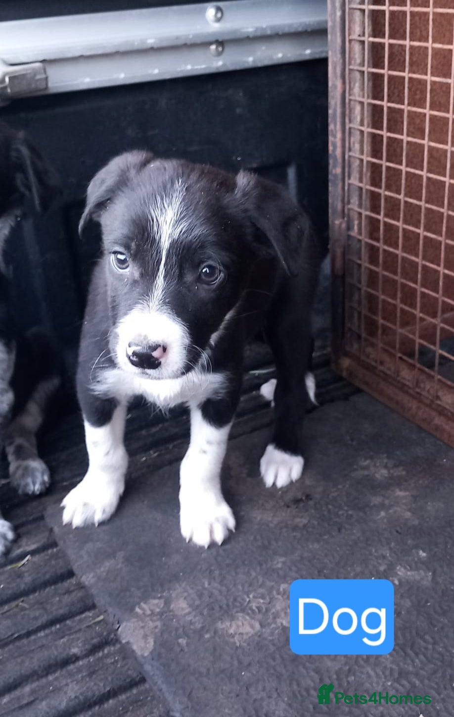 Border Collie dogs Border Collie Pups - Advert 8