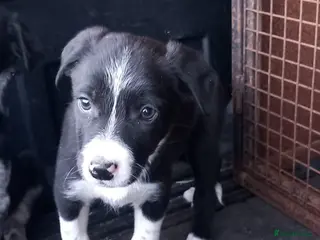 Border Collie dogs Border Collie Pups - Advert 8