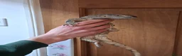 Mixed Breed reptiles for sale: White Throat Monitors - Advert 2