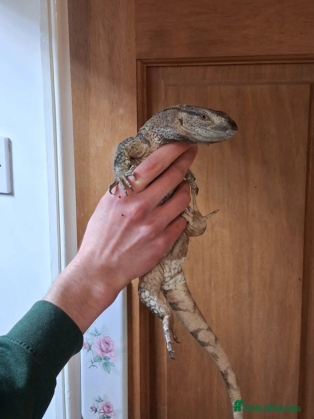 Mixed Breed reptiles for sale: White Throat Monitors - Advert 2