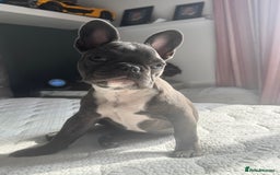 French Bulldog dogs for sale: French bulldog puppy  - Image 2