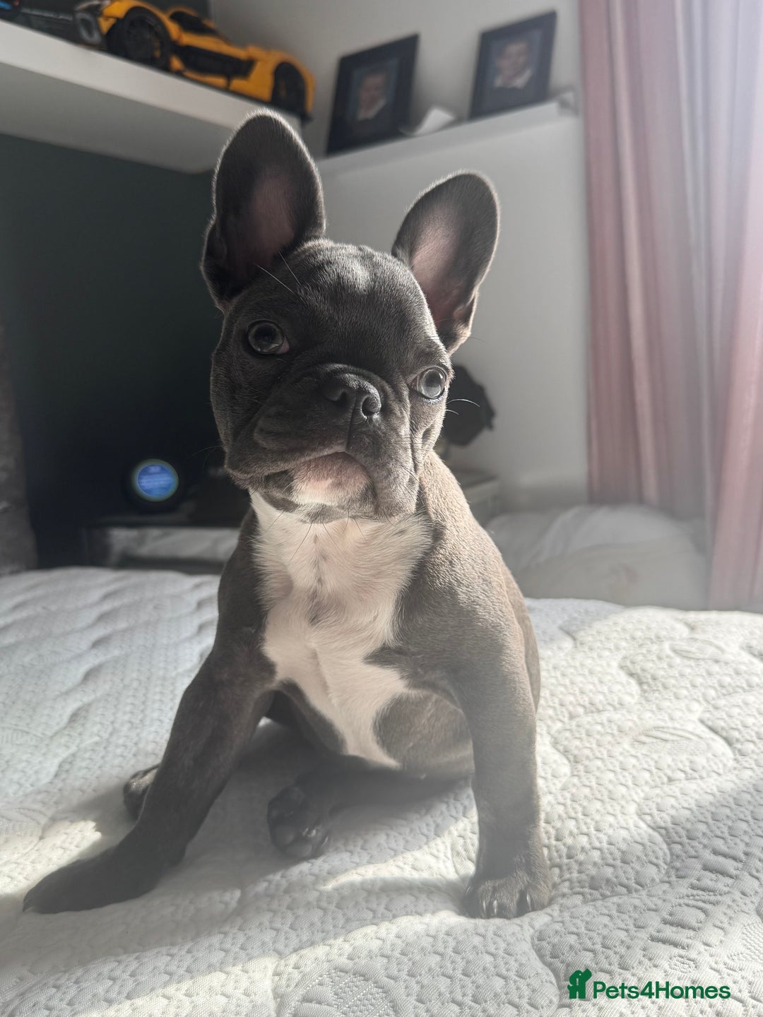 French Bulldog dogs for sale: French bulldog puppy  - Image 2