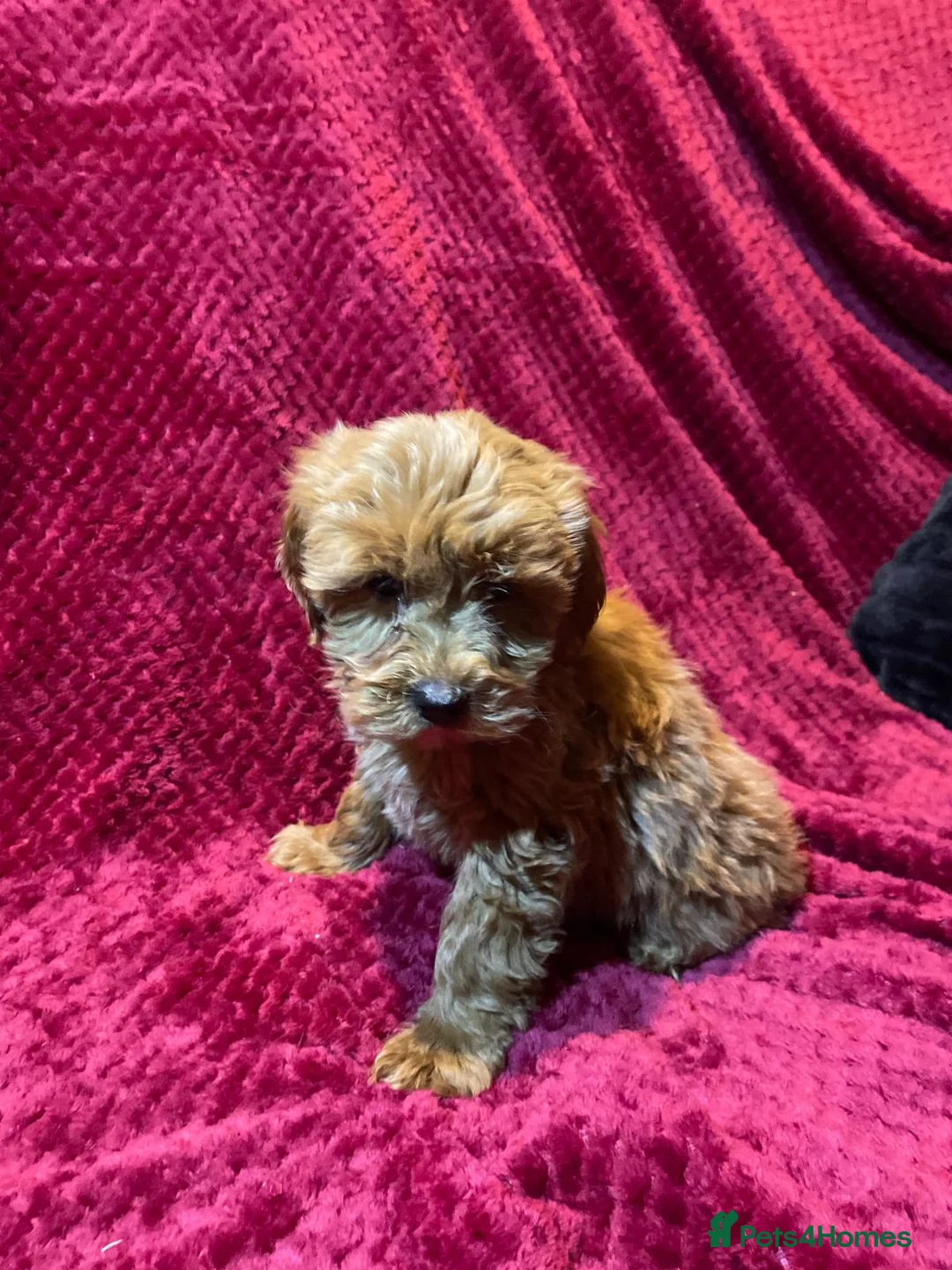 Cavapoo dogs for sale: Cavapoo puppies  - Advert 5