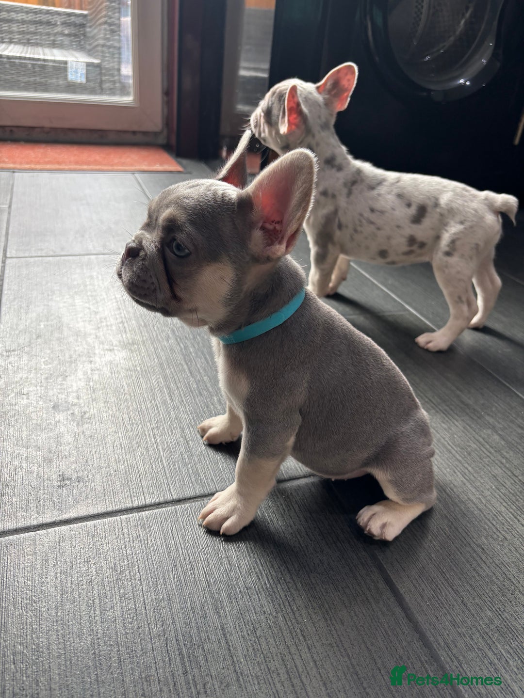 French Bulldog dogs for sale: French Bull Dog Puppies! - Image 4