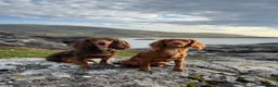 Cocker Spaniel dogs for sale: Stunning kc cocker spaniels - puppy culture raised - Advert 12