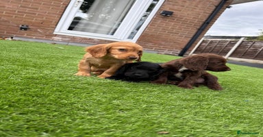 Cocker Spaniel dogs - Advert 14