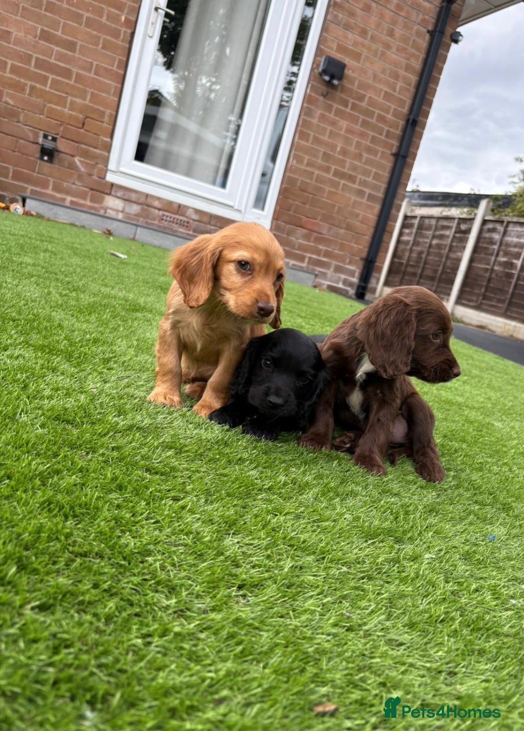 Cocker Spaniel dogs for sale: Beautiful cocker spaniels now ready - Image 2